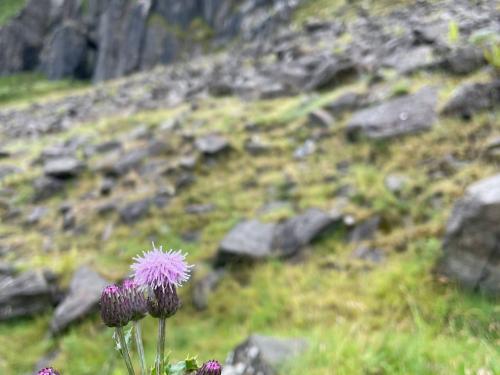 image of scottish thistle